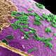 Illustration for article titled Scientists Discover A New Link Between The Brain And The Immune System